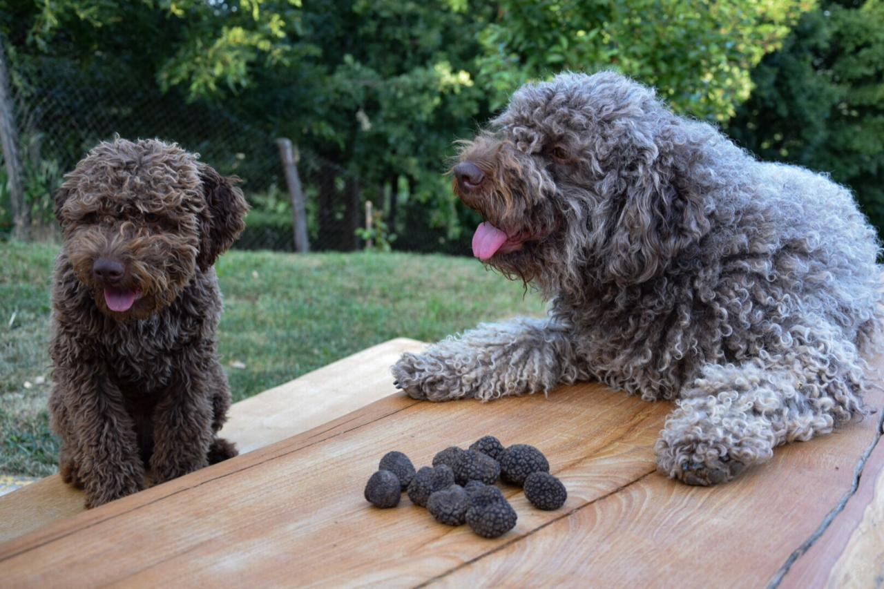 Guest House Lagotto'S Peak Radatovici Екстер'єр фото