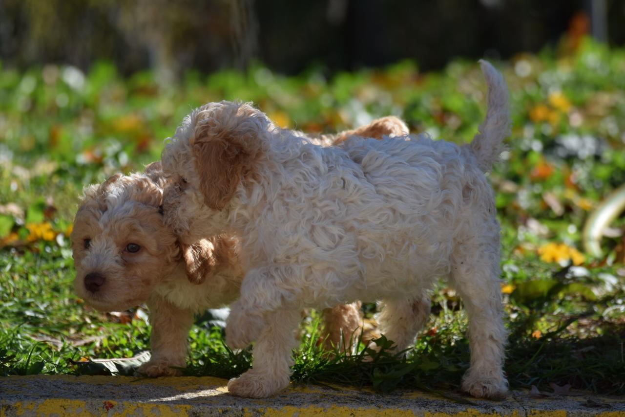 Guest House Lagotto'S Peak Radatovici Екстер'єр фото