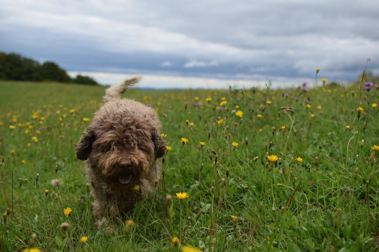 Guest House Lagotto'S Peak Radatovici Екстер'єр фото